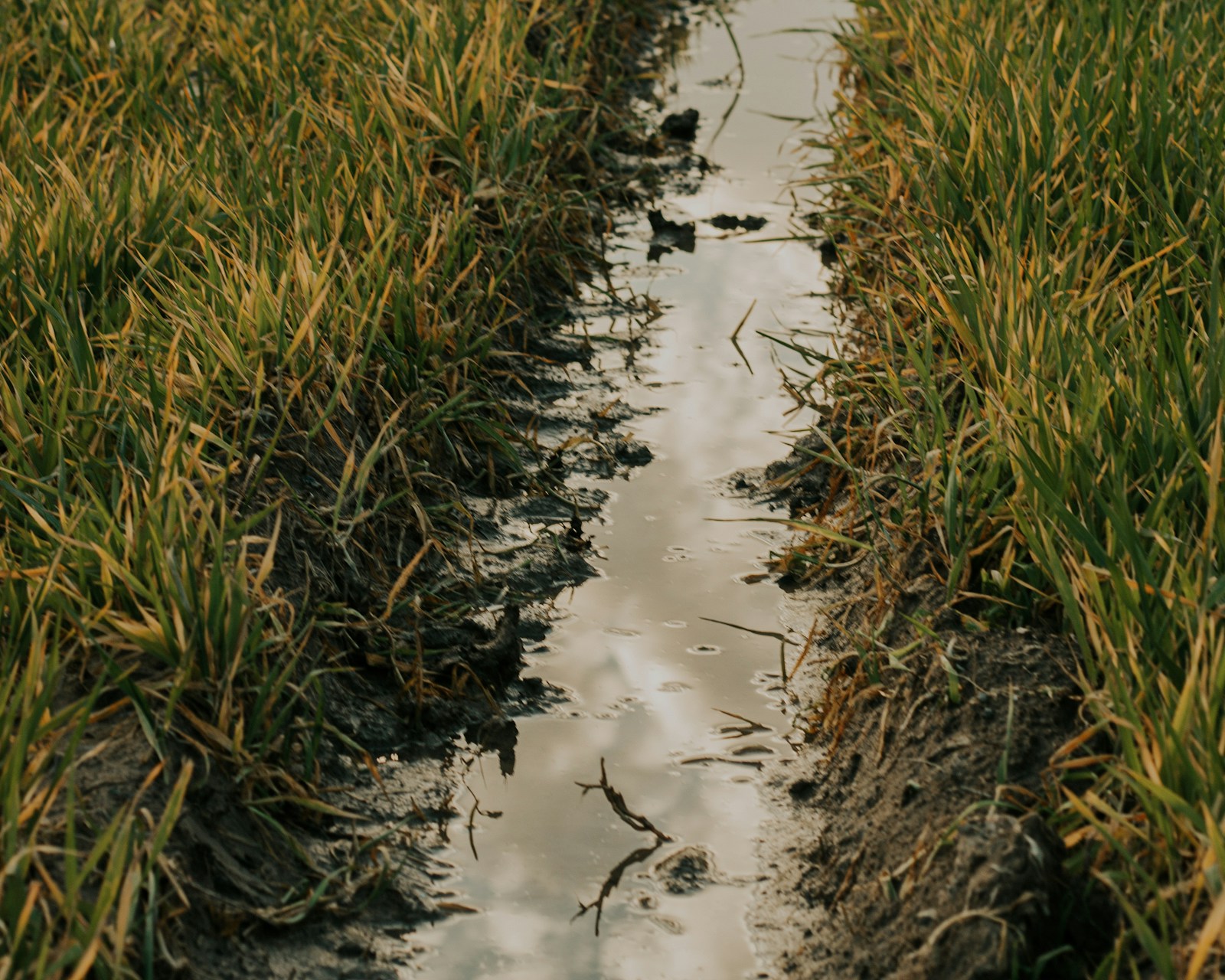 Canalisation de drainage dans une parcelle agricole flamande