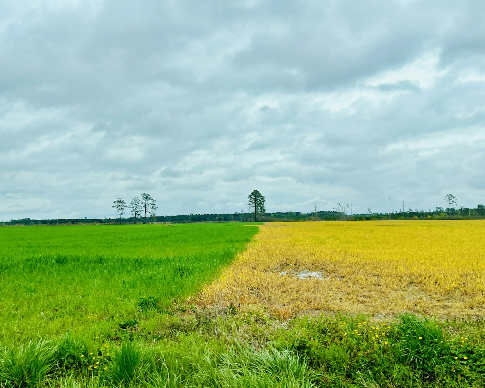 Champ évalué dans le cadre d'un protocole d'indemnisation agricole
